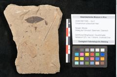 Foto (Objekt + Etikett) von Cinnamomum scheuchzeri Heer (NHMW-GEO-2024-0188-11405)